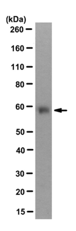 Dux4 Mouse anti-Human, Clone: 9A12, MilliporeSigma 100&mu;L; Unlabeled:Antibodies,